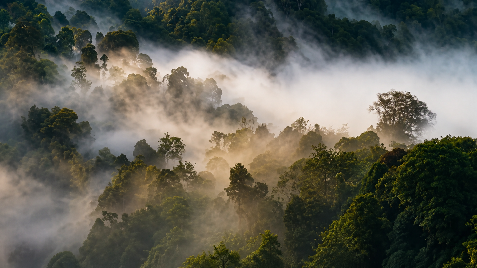 Morning light drifting through mist above a tropical rainforest valley